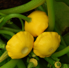 Load image into Gallery viewer, Squash 'Lemon Sun'
