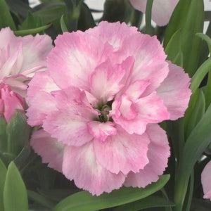 Dianthus "Oscar Light Rose"