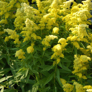 Solidago 'Little Lemon' Goldenrod