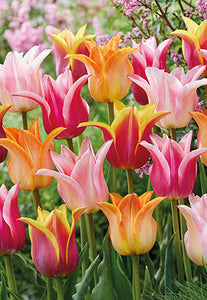 Tulip 'Lily Mixture' Bulbs (8)