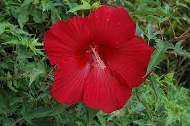 Hibiscus "Lord Baltimore' Hardy Hibiscus