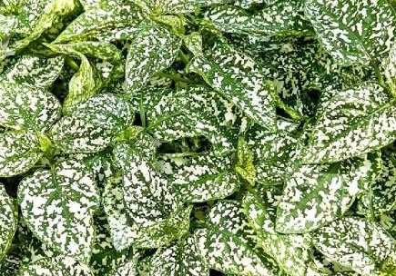 Hypoestes 'Lotty Dotty White'
