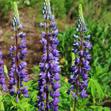 Load image into Gallery viewer, Lupine Russell&#39;s Mixed Colors Seeds
