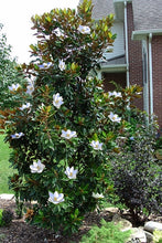 Load image into Gallery viewer, Magnolia grandiflora 'Alta'
