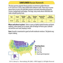 Load image into Gallery viewer, Sunflower Russian Mammoth Seeds
