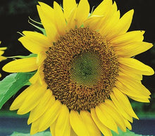 Load image into Gallery viewer, Sunflower Russian Mammoth Seeds
