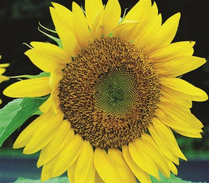 Sunflower Russian Mammoth Seeds