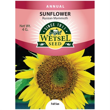 Sunflower Russian Mammoth Seeds