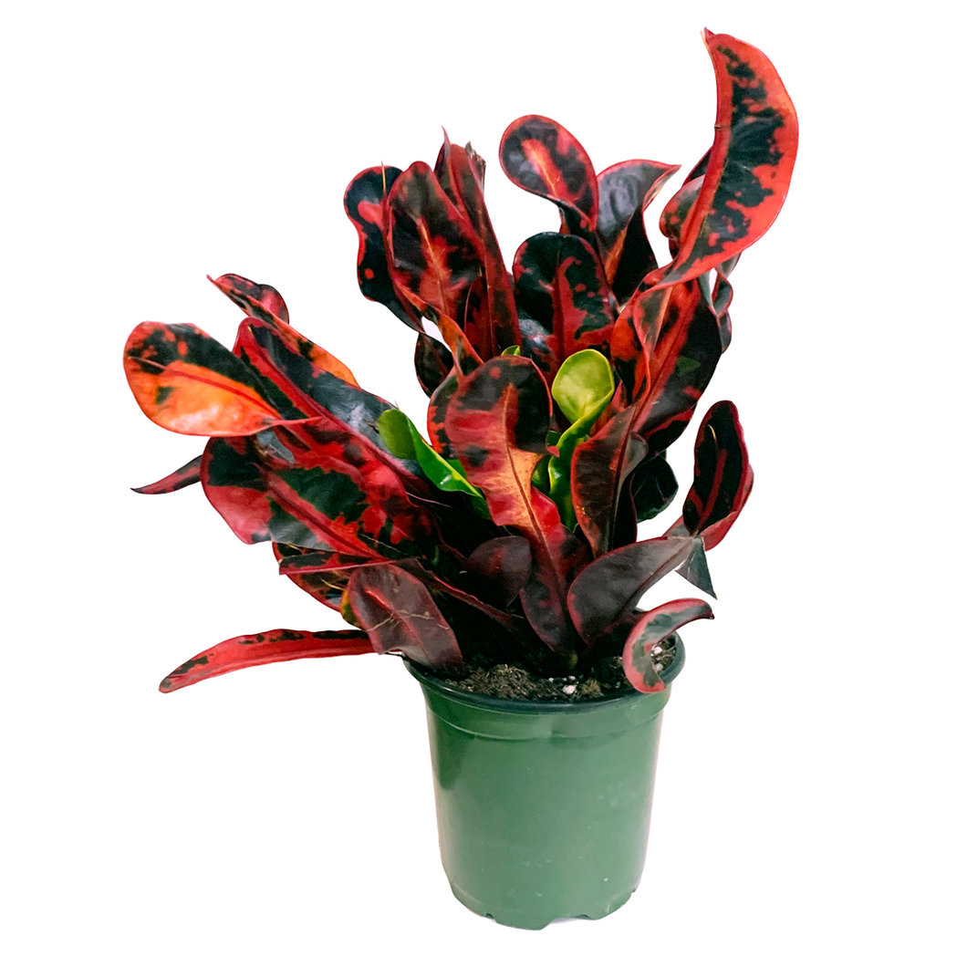 croton mammy tree Codiaeum variegatum 'Mammy' Croton – Denchfield Nursery, Inc
