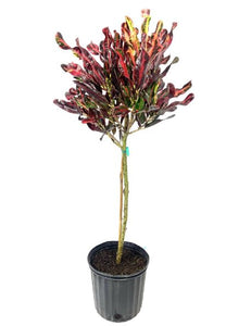 Codiaeum variegatum 'Mammy' Croton Tree