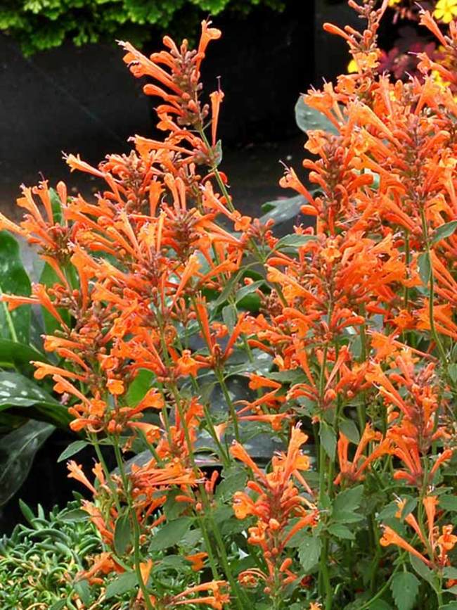 Agastache 'Kudos Mandarin'