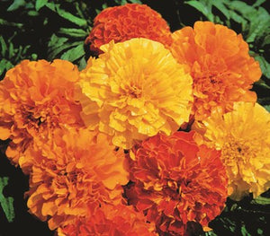 Petite Mix Marigold Seeds