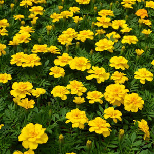 Marigold "Durango Yellow"