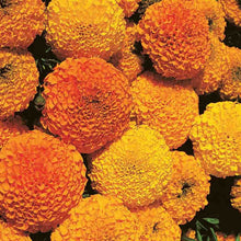 Load image into Gallery viewer, Marigold Crackerjack Mixed Colors Seeds
