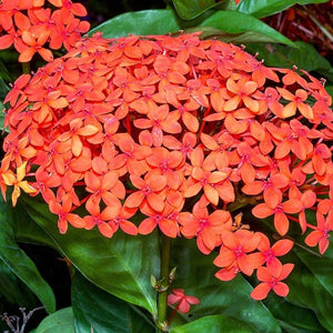 Ixora Maui 'Braid'