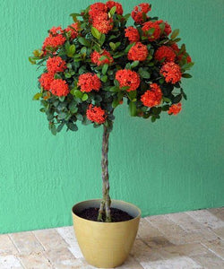 Ixora Maui 'Braid'