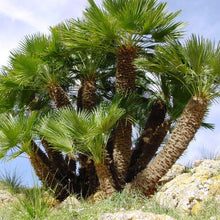 Load image into Gallery viewer, Chamaerops humilis &#39;European Fan&#39; Palm
