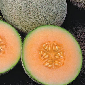 Melon "Ambrosia"
