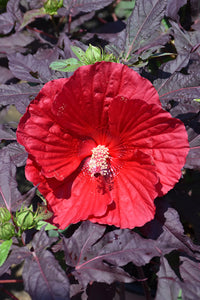 Hibiscus "Midnight Marvel' Hardy Hibiscus