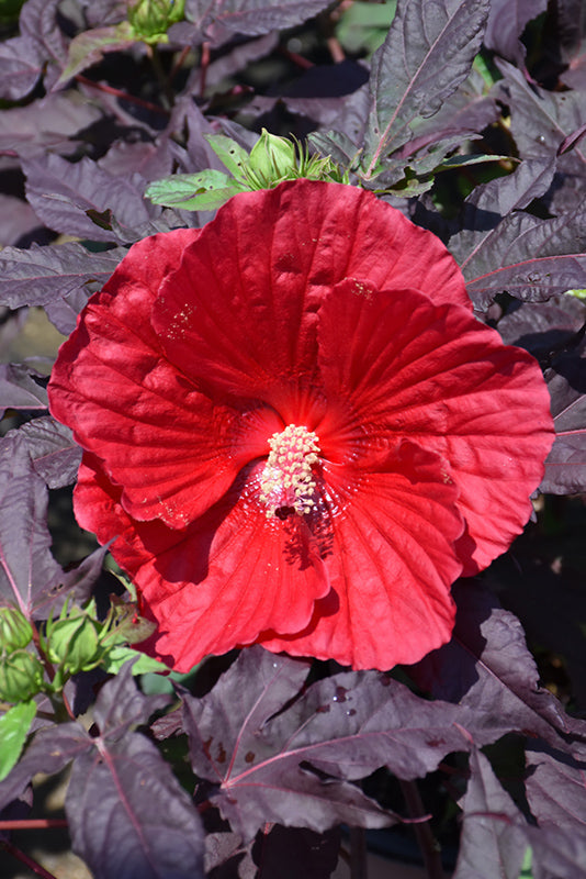 Hibiscus 