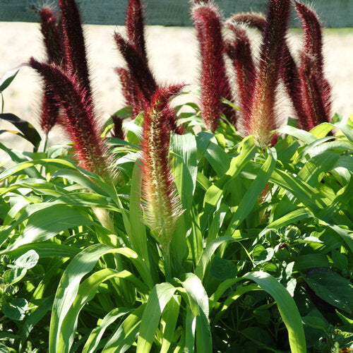 Pennisetum glaucum 'Jade Princess' Millet