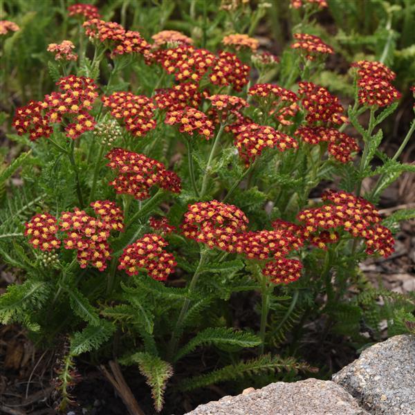 Achillea millefolium 'Milly Rock Red'