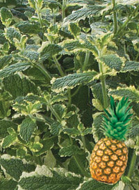 Mint 'Variegated Pineapple' – Denchfield Nursery, Inc.