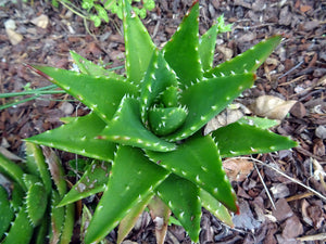 Aloe perfoliata "Mitre Aloe"