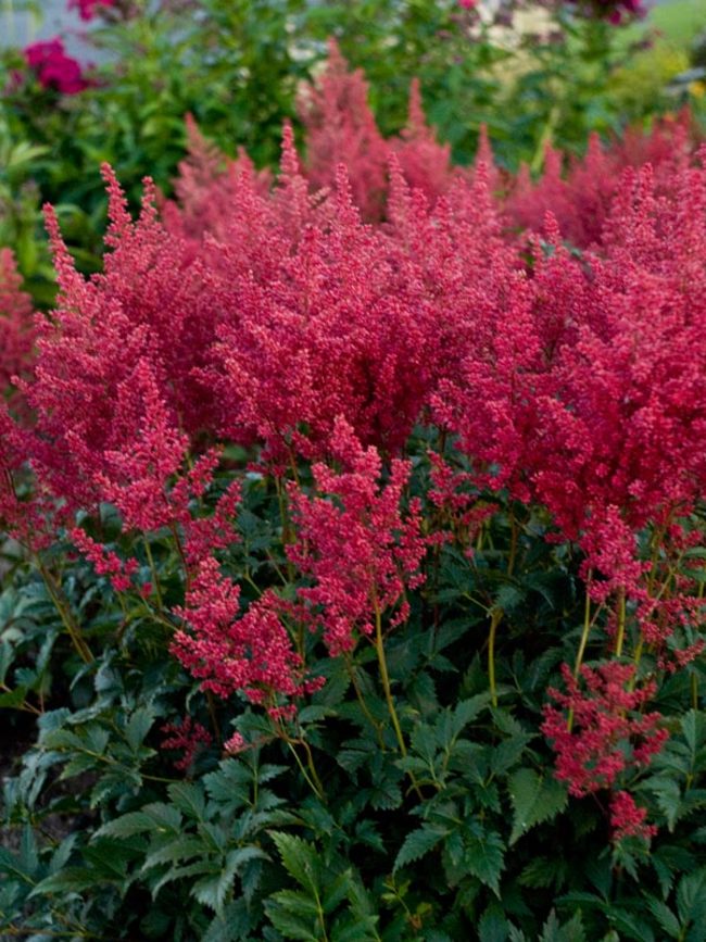 Astilbe japonica 'Montgomery'