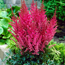 Load image into Gallery viewer, Astilbe japonica &#39;Montgomery&#39;
