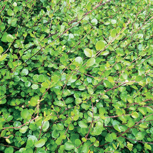 Muehlenbeckia 'Creeping Wire' Vine