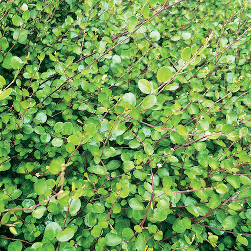 Muehlenbeckia 'Creeping Wire' Vine
