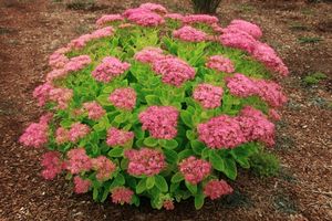 Sedum spectabile 'Neon'