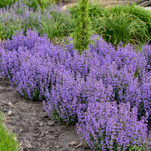 Load image into Gallery viewer, Nepeta faassenii ‘Cat's Pajamas’ Catmint

