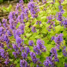 Load image into Gallery viewer, Nepeta ‘Chartreuse on the Loose' Catmint
