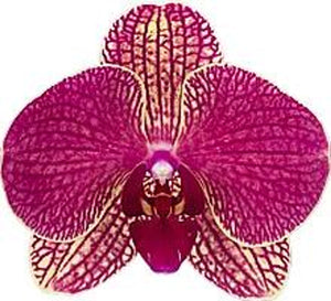 Orchid phalaenopsis