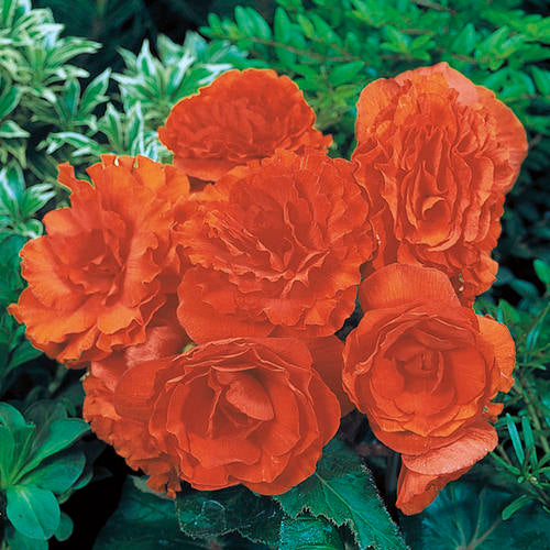 Begonia 'Nonstop Orange'