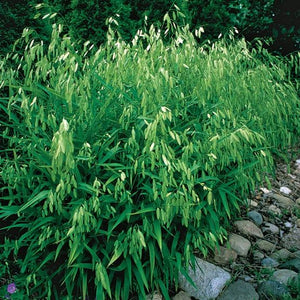 Chasmanthium latifolium 'Northern Sea Oats' Grass