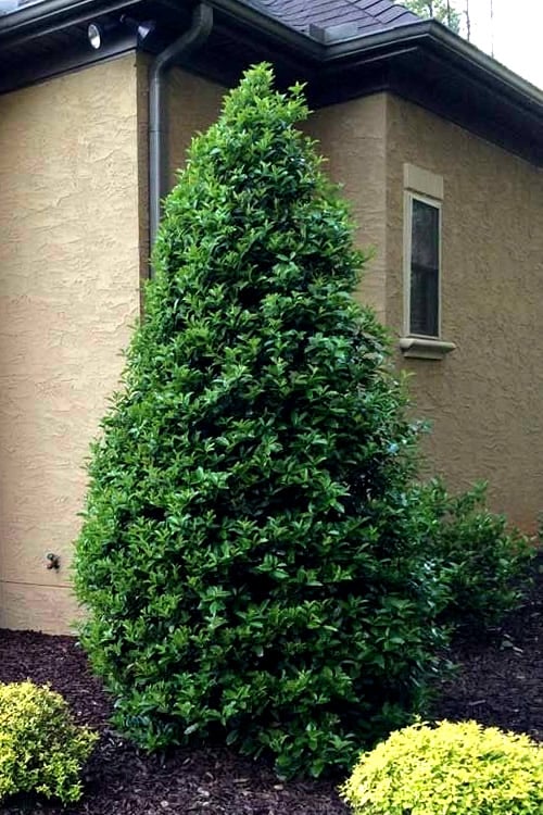 Ilex 'Oakland' Oakleaf Holly