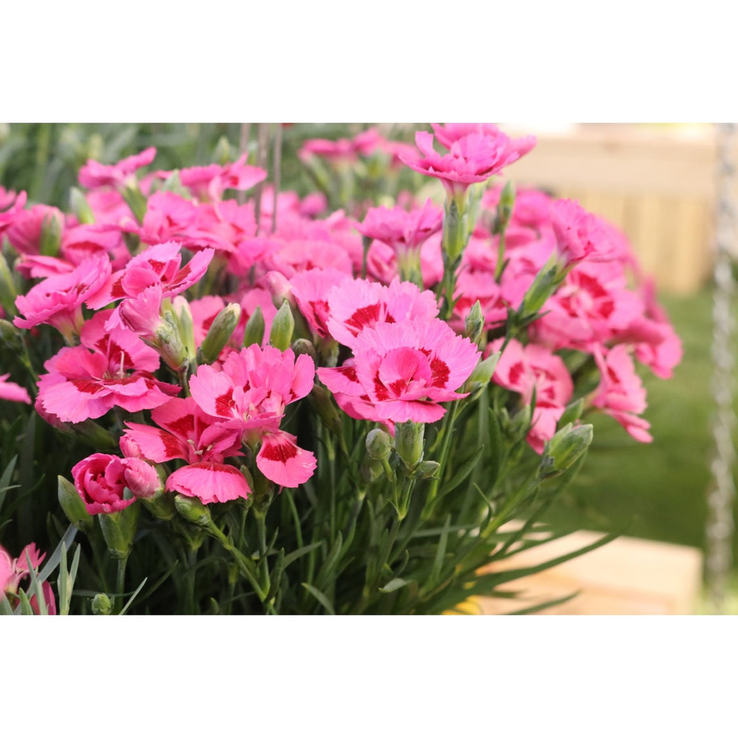 Dianthus 