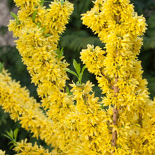 Load image into Gallery viewer, Forsythia &quot;Show Off&quot;
