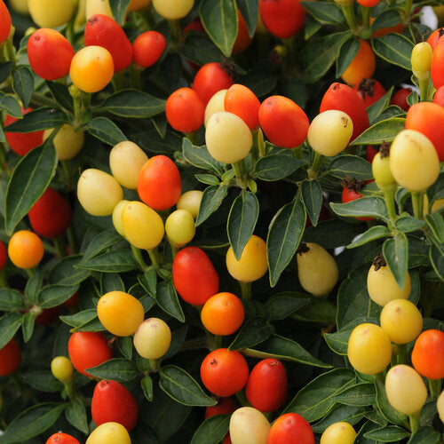Ornamental Pepper 'Hot Pops Yellow'