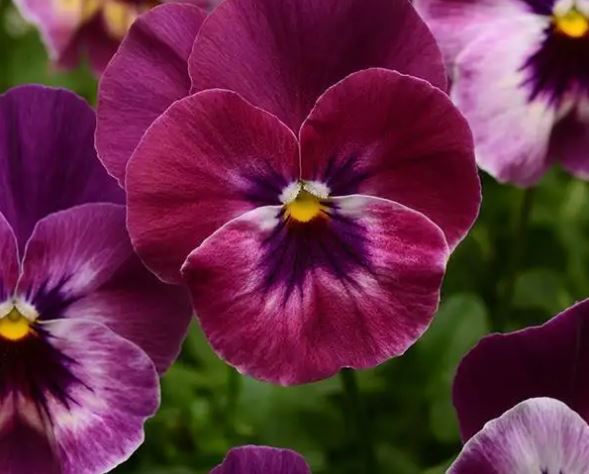Pansy 'Cool Wave Raspberry' Hanging Basket