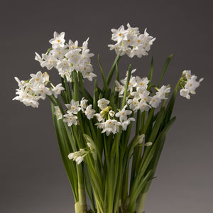 Narcissus 'Paperwhite' Daffodil