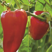 Load image into Gallery viewer, Pepper &#39;Big Bertha&#39; Seeds
