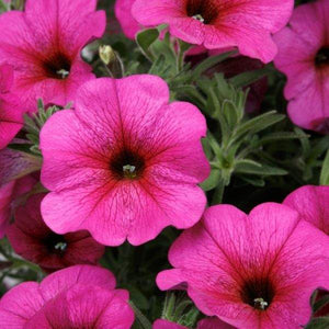 Petchoa 'SuperCal Purple Dawn'