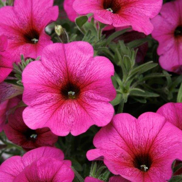 Petchoa 'SuperCal Purple Dawn'