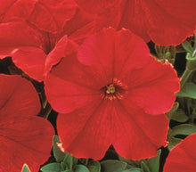 Load image into Gallery viewer, Petunia Supercascade Red Seeds
