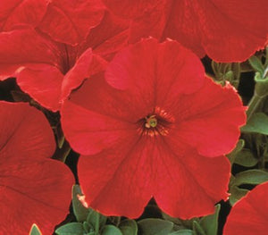 Petunia Supercascade Red Seeds