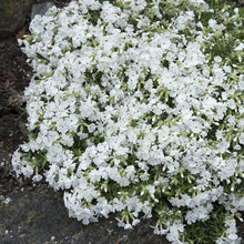 Load image into Gallery viewer, Creeping Phlox subulata 'Snowflake'
